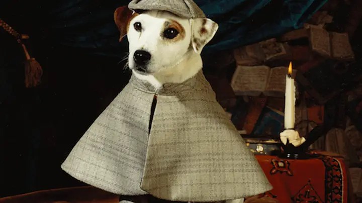 Wishbone show image